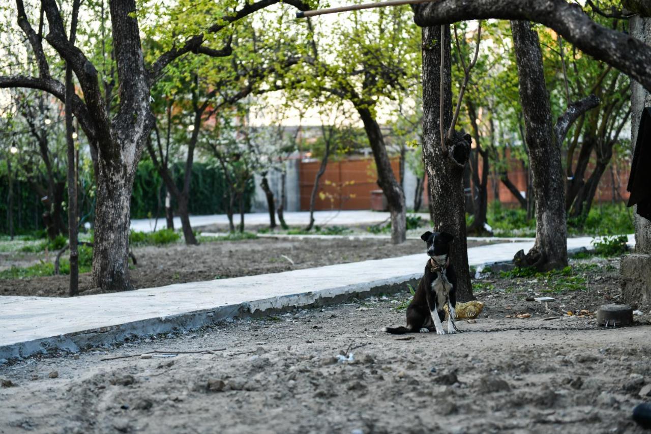 Nicolaus Hidden Gem Villa Shkodër エクステリア 写真